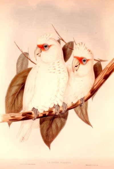 Licmetis Nasicus da H.C. Richter