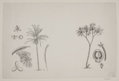 Foglio Botanico dagli Scritti di Schouw da H. C. Henneberg