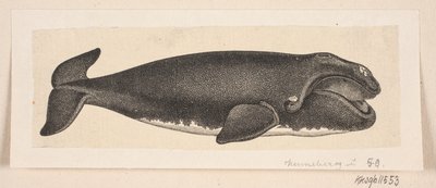 Una balena da H. C. Henneberg