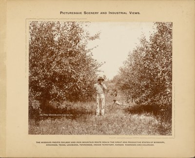 Frutteto di mele, vicino a Cedar Gap, Missouri da H. C. Townsend