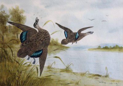 Anatre nere del Pacifico da H. H. Calvert