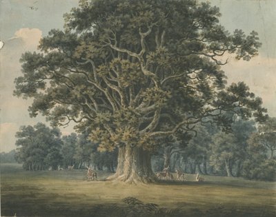 Needwood - Quercia di Swilcar: acquerello, nd [?early 19th cent] da H Moore