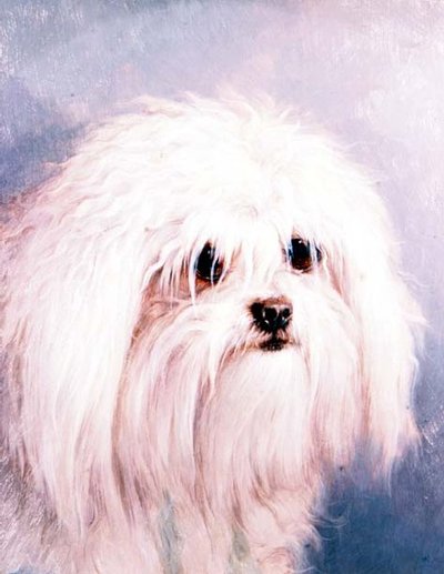 Terrier maltese da H. Morley Park