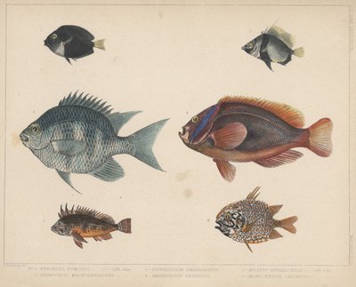 1. Etroplus Fumosus, 2. Heniochus Macrolepidotus, 3. Glyphisodon Smaragdinus, 4. Amphiprion Frenatus, 5. Apistus Rubrippinis, 6. Monocentris Japonicus da H. Patterson