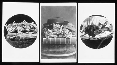 I gatti di Brighton, carte-de-visite, 1860 da H. Pointer