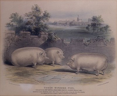 Tre maiali premiati allevati dal principe Alberto al Castello di Windsor, inciso da H. Stafford (fl.1829) 1843 da H. Strafford