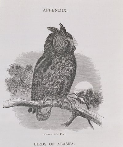 Gufo di Kennicott, da Alaska and its Resources, di William H. Dall, inciso da H. H. Nicholls, pub. 1870 da H. W., Elliot