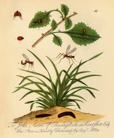 Coccinella e Tipula oleracea da Halett