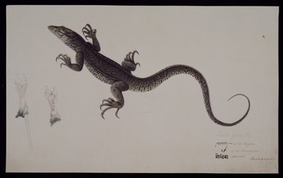 Il 