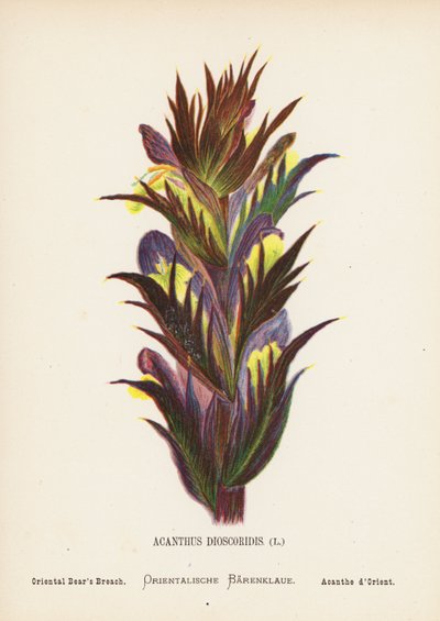 Fiori selvatici della Terra Santa: Acanthus Dioscoridis; Acanto orientale (incisione colorata) da Hannah Zeller