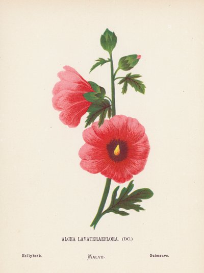 Fiori selvatici della Terra Santa: Alcea Lavateraeflora; Malvarosa da Hannah Zeller
