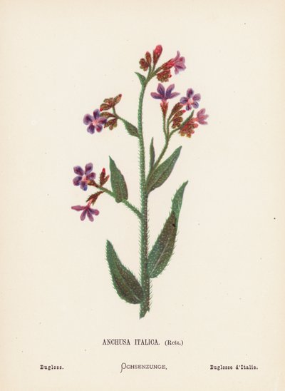 Fiori selvatici della Terra Santa: Anchusa Italica, Retz; Bugloss da Hannah Zeller