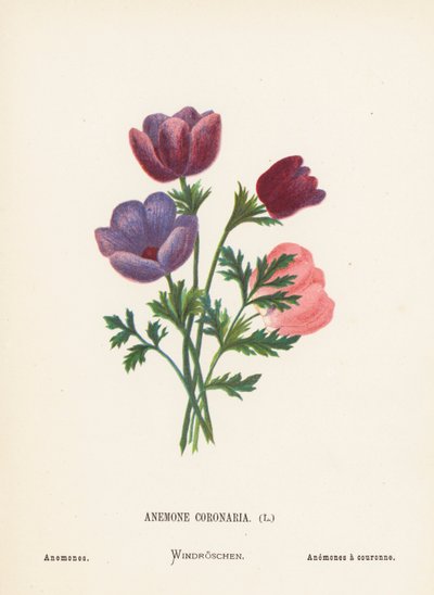 Fiori selvatici della Terra Santa: Anemone Coronaria; Anemoni (incisione colorata) da Hannah Zeller