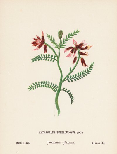 Fiori selvatici della Terra Santa: Astragalus Tuberculosus; Astragalo da Hannah Zeller