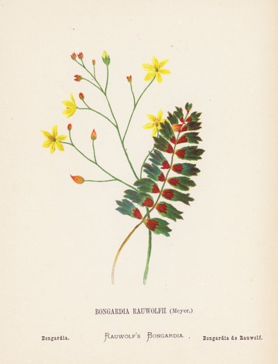 Fiori selvatici della Terra Santa: Bongardia Rauwolfii, Meyer; Bongardia da Hannah Zeller