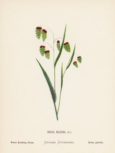 Fiori selvatici della Terra Santa: Briza Maxima; Erba Tremula Maggiore (incisione colorata) da Hannah Zeller