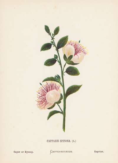 Fiori selvatici della Terra Santa: Capparis Spinosa; Cappero o Issopo (incisione colorata) da Hannah Zeller