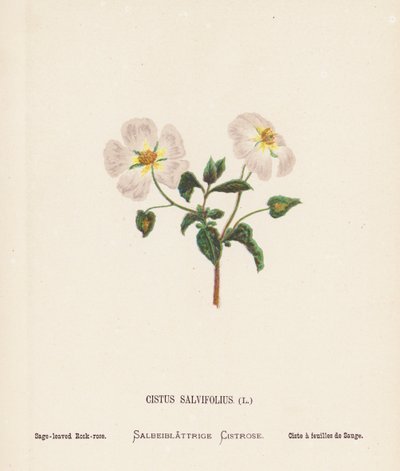 Fiori selvatici della Terra Santa: Cistus Salvifolius; Cisto a foglie di salvia da Hannah Zeller
