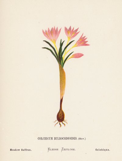 Fiori selvatici della Terra Santa: Colchicum Bulbocodioides, Stev; Zafferano dei prati (incisione colorata) da Hannah Zeller