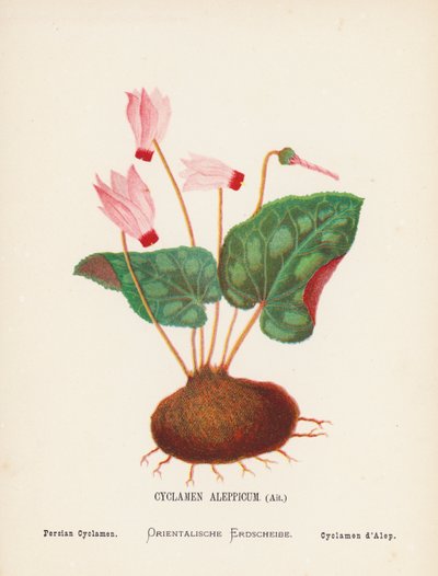 Fiori selvatici della Terra Santa: Cyclamen Aleppicum, Ait; Ciclamino persiano (incisione colorata) da Hannah Zeller