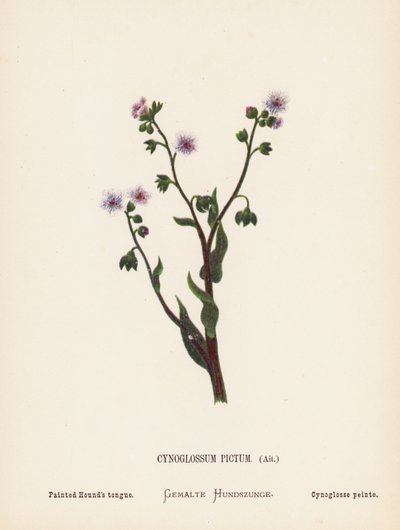 Fiori selvatici della Terra Santa: Cynoglossum Pictum, Ait; Lingua dipinta del cane da Hannah Zeller