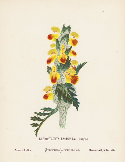 Fiori selvatici della Terra Santa: Eremostachys Laciniata, Bunge; Desert Spike da Hannah Zeller
