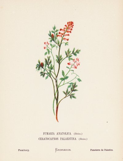 Fiori selvatici della Terra Santa: Fumaria Anatolica, Boiss, Ceratocapnos Palaestina, Boiss; Fumaria da Hannah Zeller