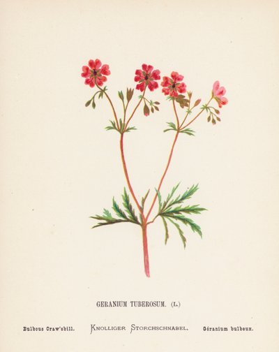 Fiori selvatici della Terra Santa: Geranium Tuberosum; Bulbous Craw