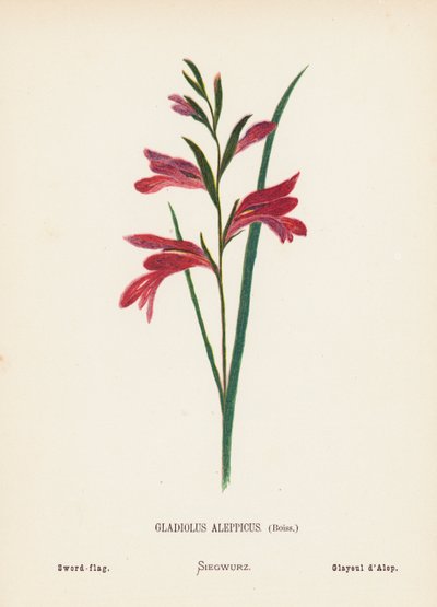 Fiori selvatici della Terra Santa: Gladiolus Aleppicus, Boiss; Gladiolo da Hannah Zeller