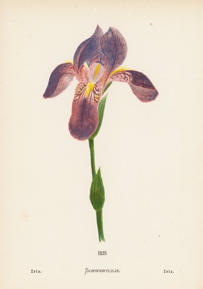Fiori selvatici della Terra Santa: Iris da Hannah Zeller