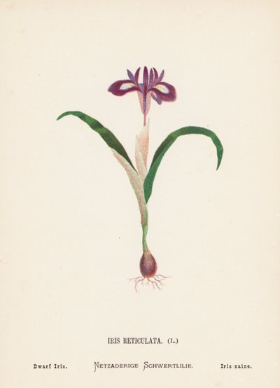 Fiori selvatici della Terra Santa: Iris Reticulata; Iris Nano (incisione colorata) da Hannah Zeller