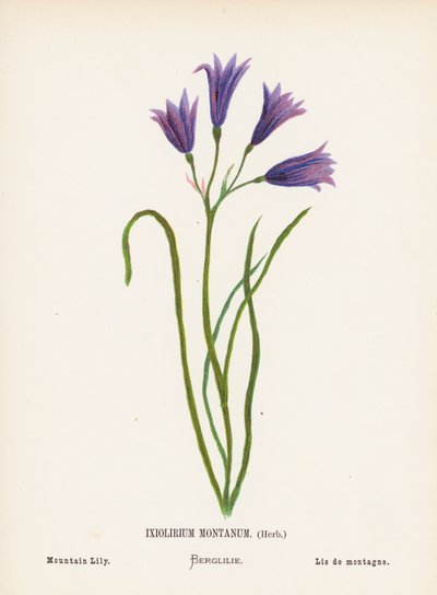 Fiori selvatici della Terra Santa: Ixiolirium Montanum, Erba; Giglio di montagna da Hannah Zeller