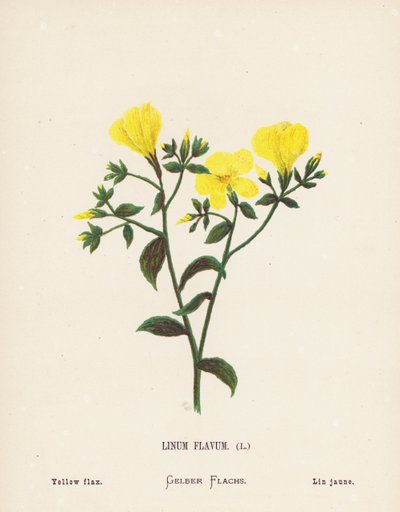 Fiori selvatici della Terra Santa: Linum Flavum; Lino giallo da Hannah Zeller
