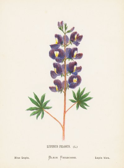 Fiori selvatici della Terra Santa: Lupinus Pilosus; Lupino Blu (incisione colorata) da Hannah Zeller
