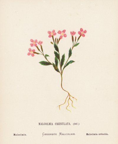 Fiori selvatici della Terra Santa: Malcolmia Crenulata; Malcolmia da Hannah Zeller