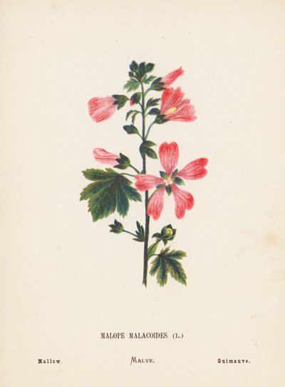 Fiori selvatici della Terra Santa: Malope Malacoides; Malva (incisione colorata) da Hannah Zeller
