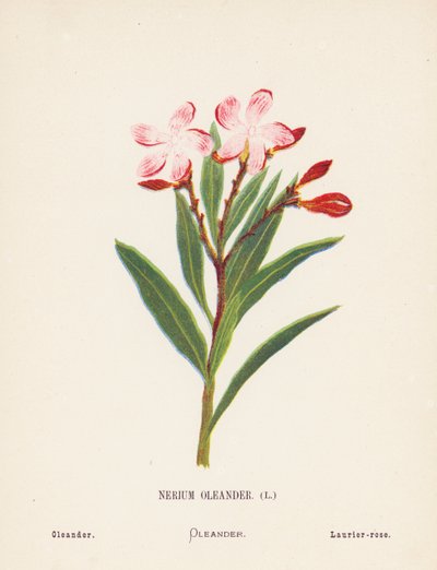 Fiori selvatici della Terra Santa: Nerium Oleander; Oleandro da Hannah Zeller