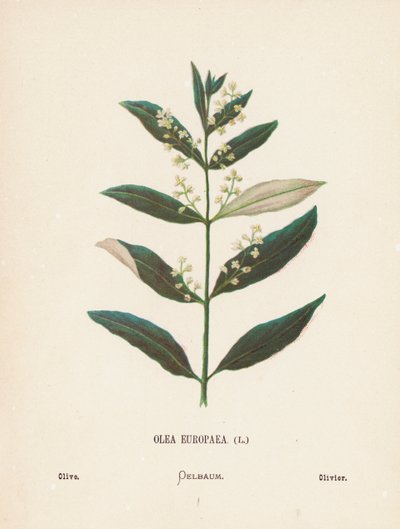 Fiori selvatici della Terra Santa: Olea Europaea; Ulivo da Hannah Zeller