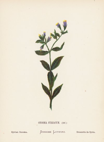 Fiori selvatici della Terra Santa: Onosma Syriacum; Onosma siriano da Hannah Zeller