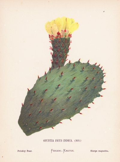 Fiori Selvatici della Terra Santa: Opuntia Ficus Indica, Mill; Fico d