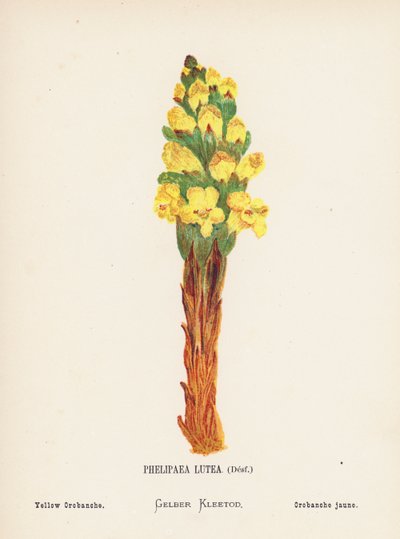Fiori selvatici della Terra Santa: Phelipaea Lutea, Desf; Orobanche gialla (incisione colorata) da Hannah Zeller