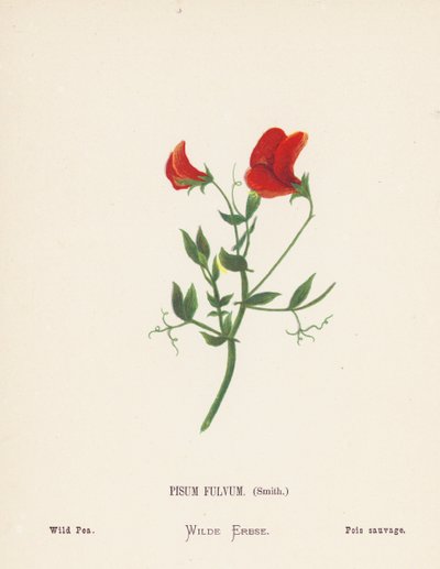 Fiori selvatici della Terra Santa: Pisum Fulvum, Smith; Pisello selvatico da Hannah Zeller
