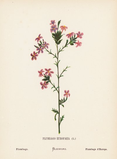 Fiori selvatici della Terra Santa: Plumbago Europaea; Plumbago da Hannah Zeller