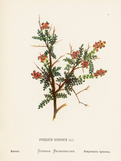 Fiori selvatici della Terra Santa: Poterium Spinosum; Pimpinella da Hannah Zeller