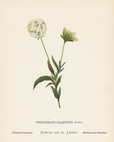 Fiori selvatici della Terra Santa: Pterocephalus Palaestinus, Coult; Scabiosa di Palestina da Hannah Zeller