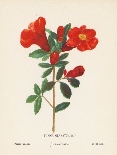 Fiori selvatici della Terra Santa: Punica Granatum; Melograno da Hannah Zeller