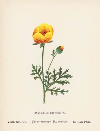 Fiori selvatici della Terra Santa: Ranunculus Asiaticus; Ranuncolo Asiatico da Hannah Zeller