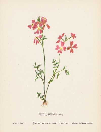 Fiori selvatici della Terra Santa: Ricotia Lunaria; Rock-Stock (incisione colorata) da Hannah Zeller