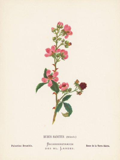 Fiori selvatici della Terra Santa: Rubus Sanctus, Schreb; Rovo di Palestina da Hannah Zeller