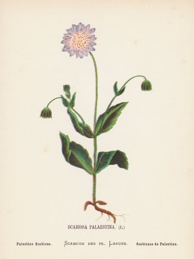 Fiori selvatici della Terra Santa: Scabiosa Palaestina; Scabiosa di Palestina da Hannah Zeller